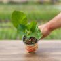 Collard Greens – Georgia – 4″ Pot